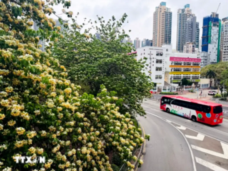 Trung Quốc ngắm nhìn hoa bún khoe sắc khắp Hồng Kông
