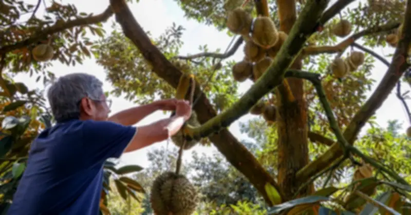 Trung Quốc Vươn Lên Thị Trường Số 1 Cho Nông Sản Việt Nam, Thay Thế Vị Trí Của Mỹ