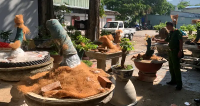 Truy Rõ Nguồn Gốc 42 Cây Mai Vàng Bị Tịch Thu Ở Côn Đảo