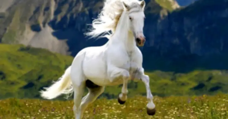 Tuổi Hợi, Mão, Ngọ: Cơ Hội Tài Chính Vững Vàng Từ 2026 Đến 2030