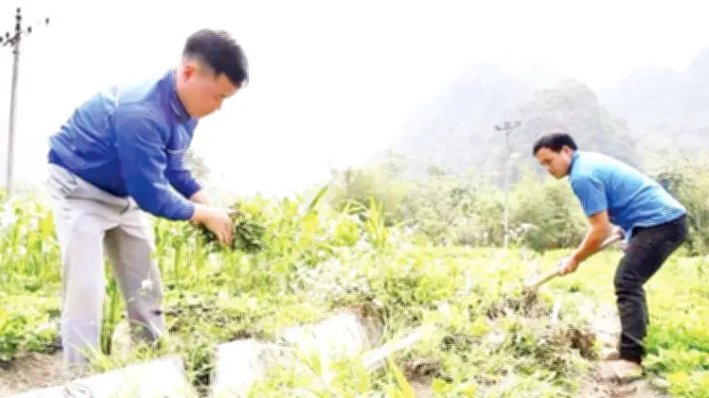 Tuổi Trẻ Tuyên Quang Chung Tay Xây Dựng Nông Thôn Mới Với Nhiều Mô Hình Kinh Tế Sáng Tạo