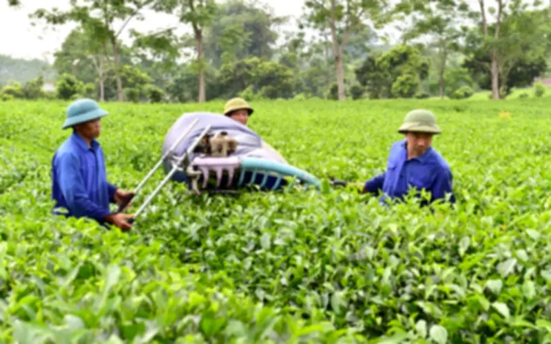 Tuyên Quang 2025: Chuyển dịch mạnh mẽ sang kinh tế nông nghiệp bền vững