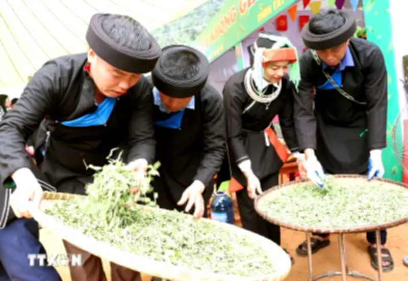 Tuyên Quang Bảo Tồn Giống Lúa Shan Tuyết, Mở Lối Du Lịch Cao Bồ