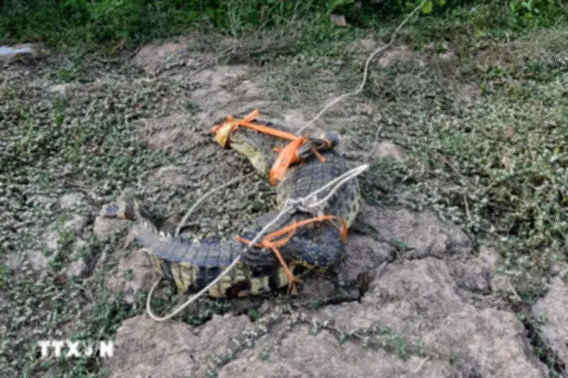 Tây Ninh: Cá sấu xuất hiện trên kênh, chính quyền phát cảnh báo khẩn cấp