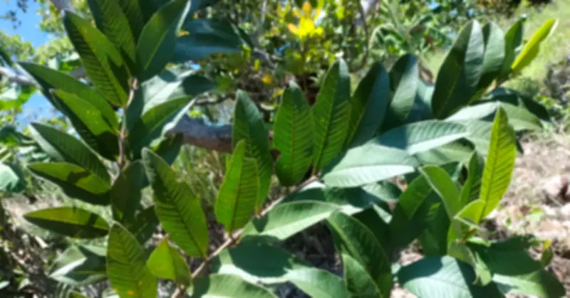 Uống nước lá ổi giảm cân, kiểm soát đường huyết: Chuyên gia cảnh báo 4 tác hại nguy hiểm