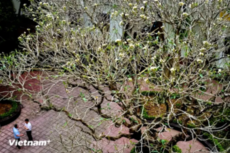 Vẻ đẹp hoài cổ độc đáo của hoa Champa trong khuôn viên phố thị