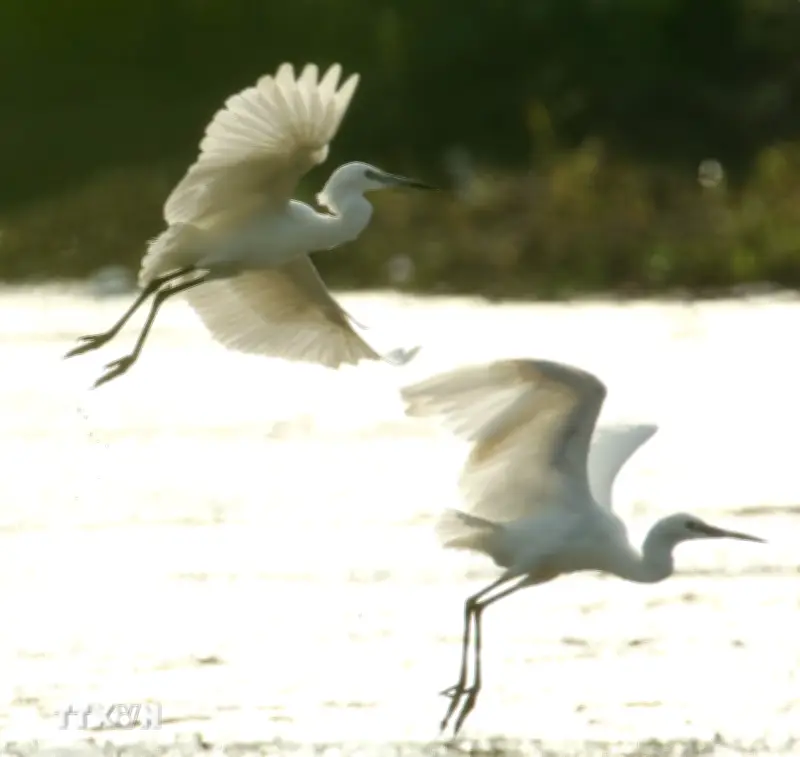 Vẻ đẹp thanh bình với những cánh cò chao nghiêng trên quê hương Cần Thơ