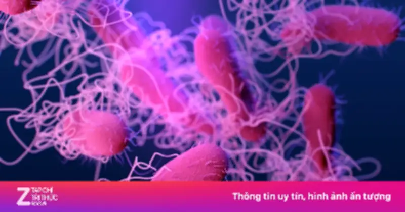 Vi khuẩn Salmonella - 'Thủ phạm khét tiếng' gây nhiều vụ ngộ độc lớn tại TP.HCM