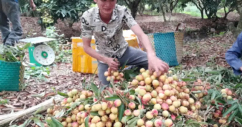 Vải mất mùa, giá cao kỷ lục, thương lái tranh mua từng quả
