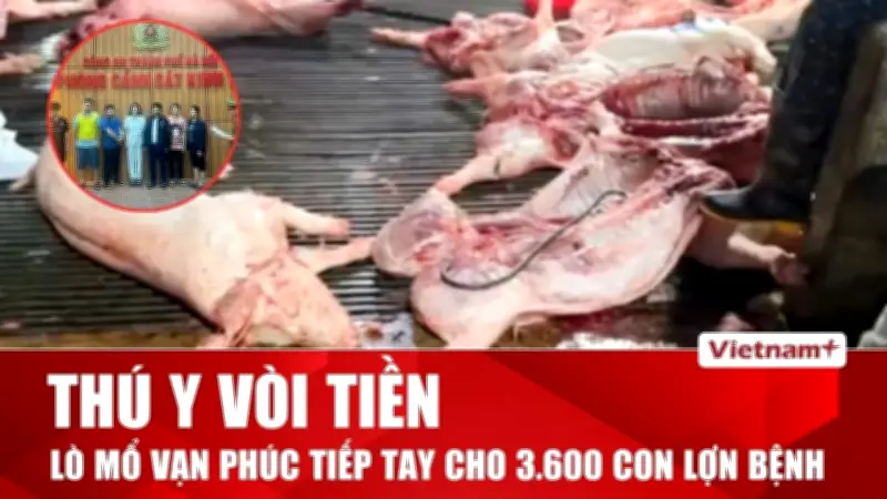Vòi tiền kiểm dịch, 300 tấn heo bệnh vào trường học gây phẫn nộ
