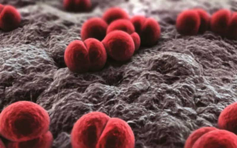 Viêm não mô cầu - 'Sát thủ 24 giờ' cướp mạng học sinh 11 tuổi tại Phú Quốc