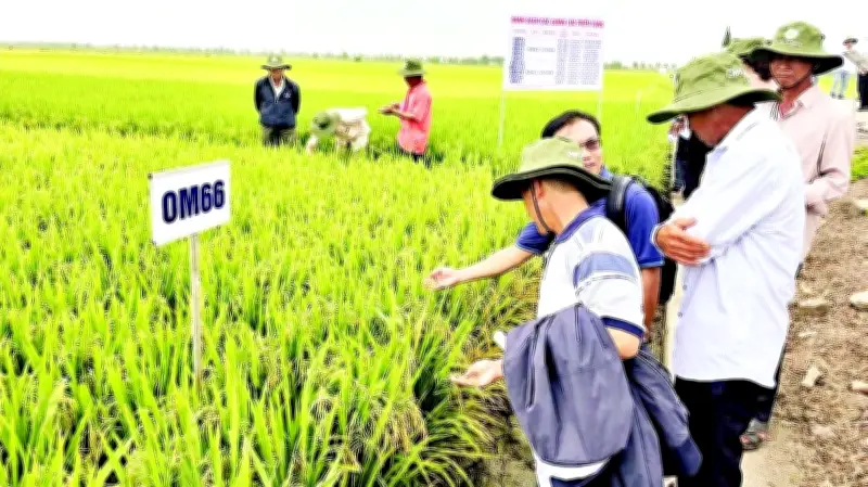 Viện Lúa ĐBSCL Trình Diễn 22 Giống Lúa Mới, OM19 Nổi Bật Với Tiềm Năng Kinh Tế Cao