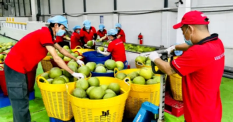 Việt Nam ký nghị định thư xuất khẩu bưởi, chanh chính ngạch sang Trung Quốc