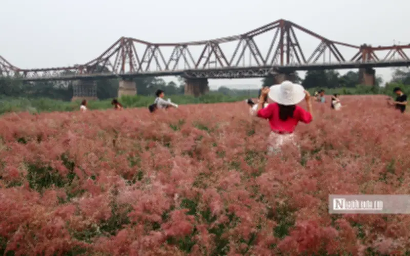 Vườn Cỏ Hồng Dưới Chân Cầu Long Biên: Điểm Hẹn Lãng Mạn Giữa Lòng Hà Nội