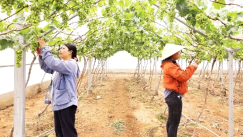 Vườn Nho Vĩnh Hải: Hành Trình Biến Đất Khô Cằn Thành 'Miền Ngọt Lành' Thu Hút Du Khách