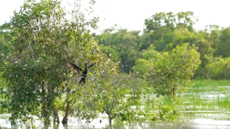 Vườn Quốc Gia Tràm Chim: Đàn Bồ Nông Quay Về, Hệ Sinh Thái Hồi Sinh Mạnh Mẽ