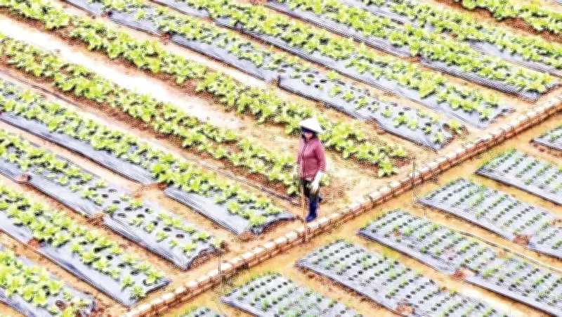 Vùng rau Đơn Dương hồi sinh sau trận lũ lịch sử cuối năm 2025