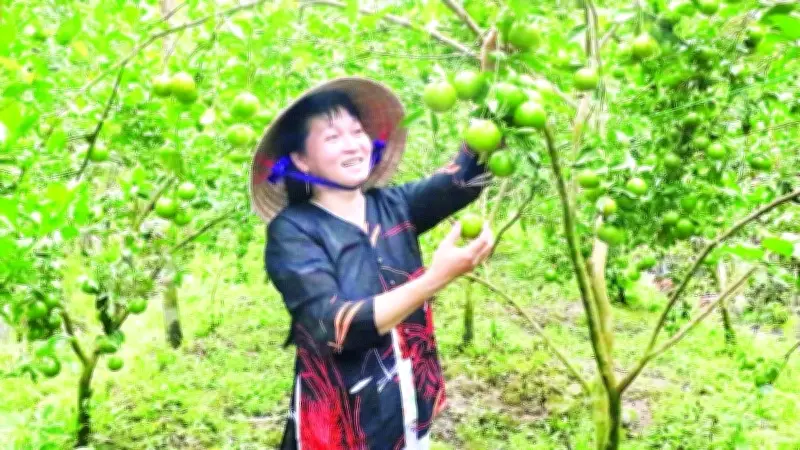 Vĩnh Long phát triển vùng cây ăn trái an toàn, thu hút đầu tư nhà máy chế biến