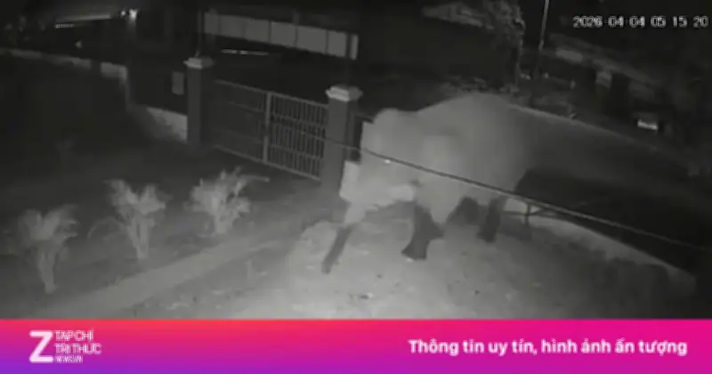 Voi rừng trưởng thành phá rào, xâm nhập trường bán trú ở Sơn La