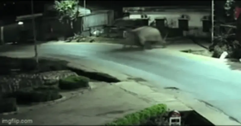 Voi rừng trưởng thành xâm nhập trường học ở Sơn La, chính quyền cảnh báo đỏ