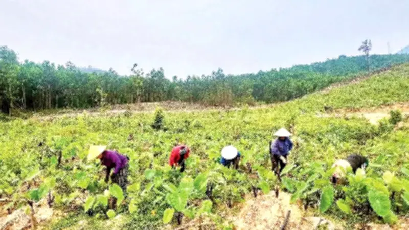 Xã Quảng Đức Thoát Nghèo, Vươn Lên Từ Nuôi Tôm Công Nghệ Cao Và Chăn Nuôi