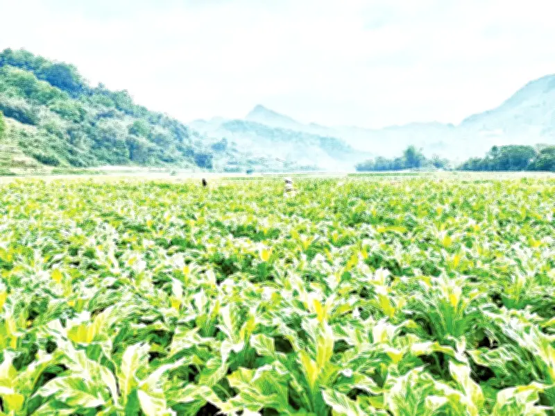 Xã Tam Kim đẩy mạnh sản xuất nông nghiệp hàng hóa, vượt qua thách thức thời tiết và dịch bệnh