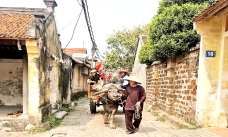 Xe Trâu Làng Cổ Đường Lâm: Trải Nghiệm Độc Đáo Gắn Kết Văn Hóa Nông Thôn Việt