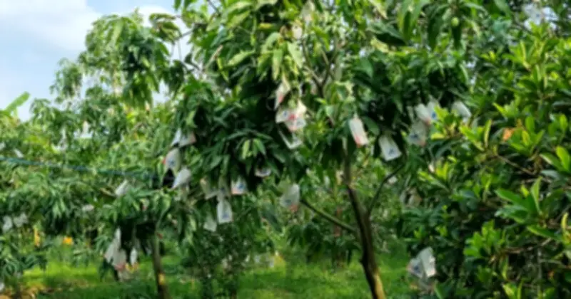 Xoài: Loại quả nhiều đường nhưng hỗ trợ phòng ngừa tiểu đường và ung thư