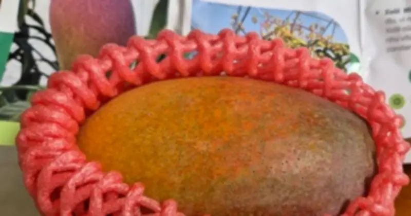 Xoài Nhật Miyazaki trồng tại TP.HCM giá chỉ bằng 20-25% hàng nhập