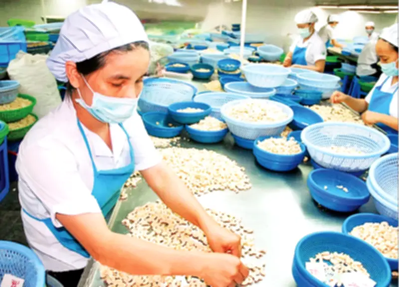 Xu hướng siết chặt tiêu chuẩn bao bì từ các thị trường nhập khẩu