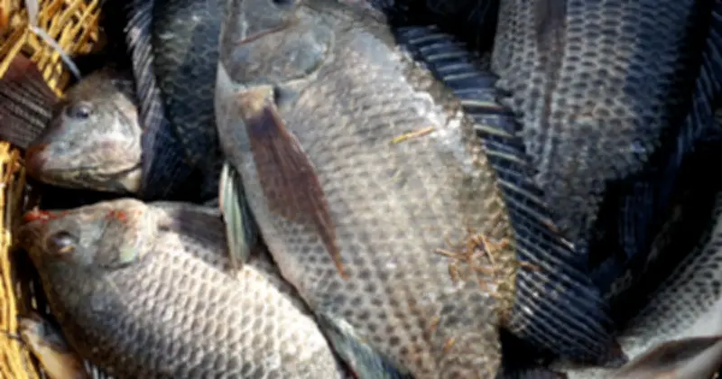 Xuất khẩu cá rô phi Việt Nam tăng 242% trong 2 tháng đầu năm 2026