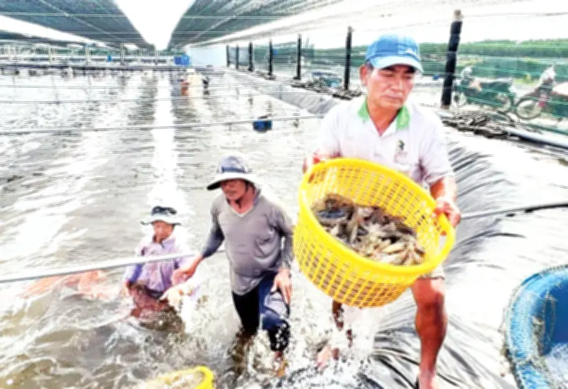 Xuất khẩu cá tra vượt 2,2 tỷ USD năm 2025, ngành đối mặt thách thức lớn