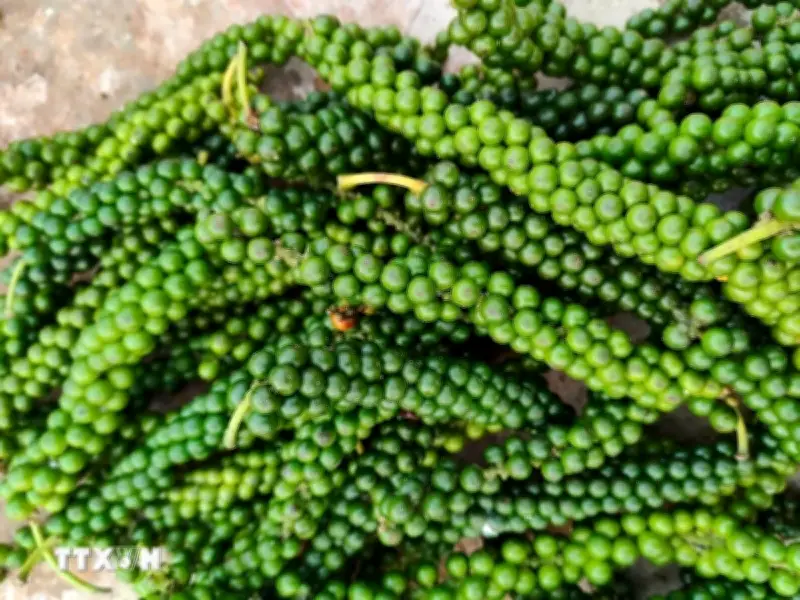 Xuất khẩu hồ tiêu tăng mạnh giữa áp lực nguồn cung và logistics