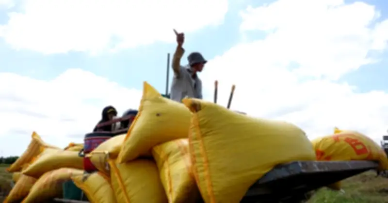 Xuất siêu nông sản đạt 4,8 tỷ USD, gạo tăng mạnh 74% trong 3 tháng đầu năm 2026