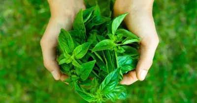 8 Loại Cây 'Siêu Thực Phẩm' Dễ Trồng Trong Nhà, Tốt Cho Sức Khỏe Và Tiêu Hóa