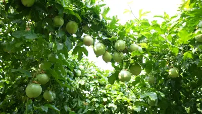 Đưa công nghệ sinh học vào nông nghiệp: Hành trình từ giấc mơ doanh thu tỷ đồng đến Net Zero 2050