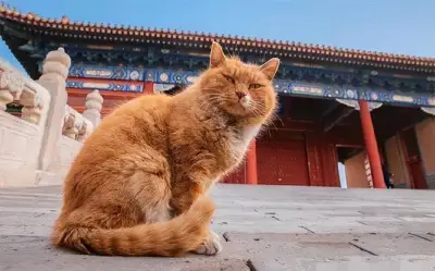Bí ẩn hàng trăm chú mèo sống trong Tử Cấm Thành suốt 600 năm