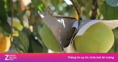 Bưởi và Chanh Việt Nam Chính Thức Có 'Visa' Xuất Khẩu Sang Thị Trường Trung Quốc