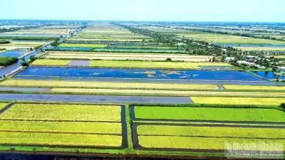 Cà Mau viết lại câu chuyện hạt gạo: Từ chất lượng đến phát triển bền vững