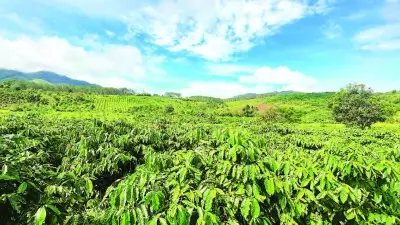 Cà phê Arabica mở hướng đi mới cho vùng cao Quảng Ngãi