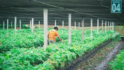 Cacao hữu cơ là 'lá chắn' chống khai thác vàng tại Bolivia