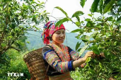 Chè Shan Tuyết Suối Giàng: Hương Vị Tinh Khiết Từ Núi Rừng Lào Cai