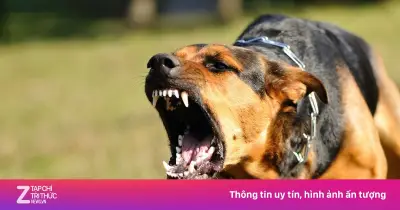 Cảnh báo đỏ: Bệnh dại bùng phát mạnh tại nhiều địa phương trong mùa nắng nóng