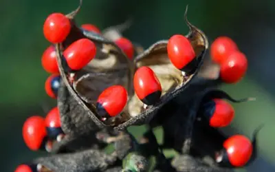 Cảnh báo: Quả mã tiền và hạt cam thảo dây - Những loại quả đẹp nhưng cực độc