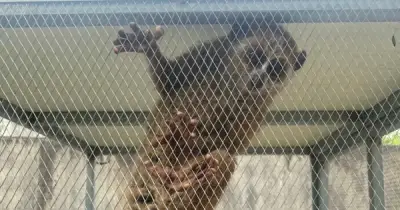 Cu Li Nhỏ Được Cứu Ở Hà Tĩnh: Vẻ Đáng Yêu Và Thông Điệp Bảo Vệ Động Vật Hoang Dã