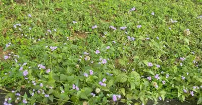 Cây dại xấu xí nhưng là 'thần dược' trị viêm xoang hiệu quả