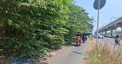 Cây xanh ven đường TP.HCM cành xòa chiếm lối, che khuất tầm nhìn giao thông