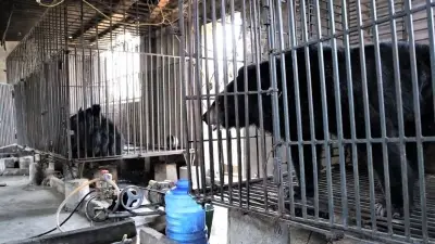 Hai cá thể gấu ngựa hơn 20 năm tuổi được cứu hộ về Trung tâm Bạch Mã