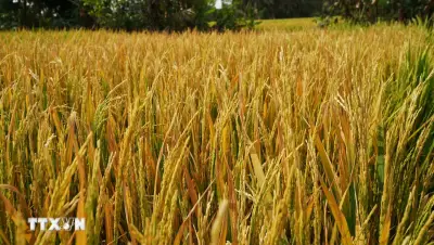 Hàng chục công lúa trổ bông bỗng chết bất thường ở Đồng Tháp