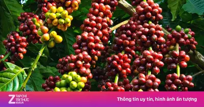 Hành Trình Cây Cà Phê Từ Châu Phi Đến Châu Á: Khám Phá Nguồn Gốc Và Sự Lan Tỏa